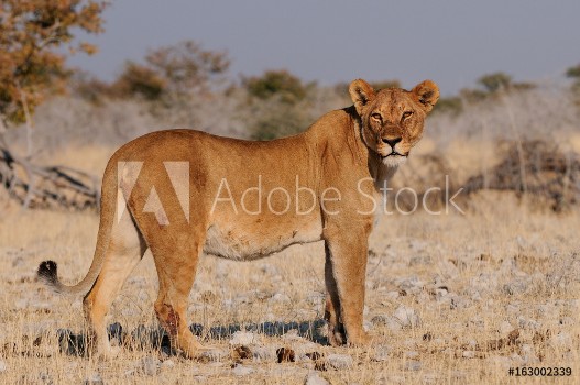 Picture of Lwin in der Trockenzeit Etosha Nationalpark Namibia